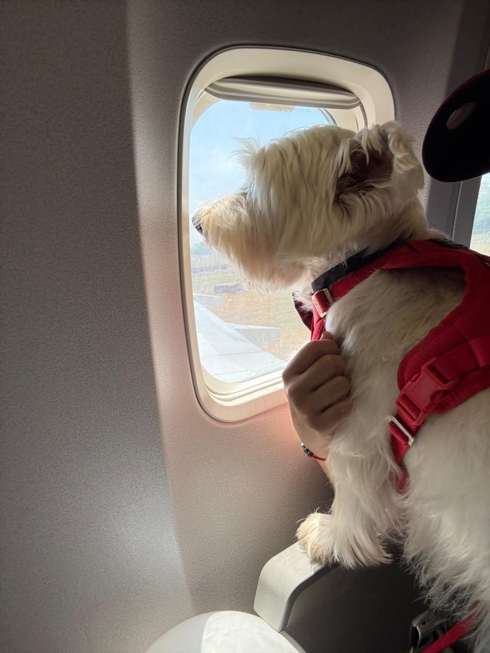 Perro mirando por la ventanilla del avión