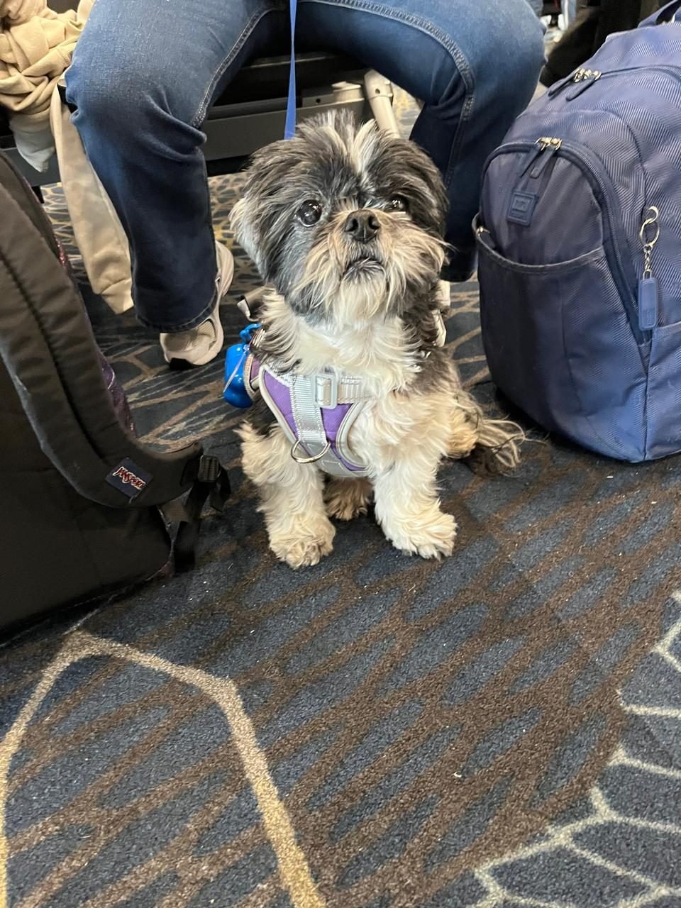 Shih tzu junto a la maleta lista para viajar