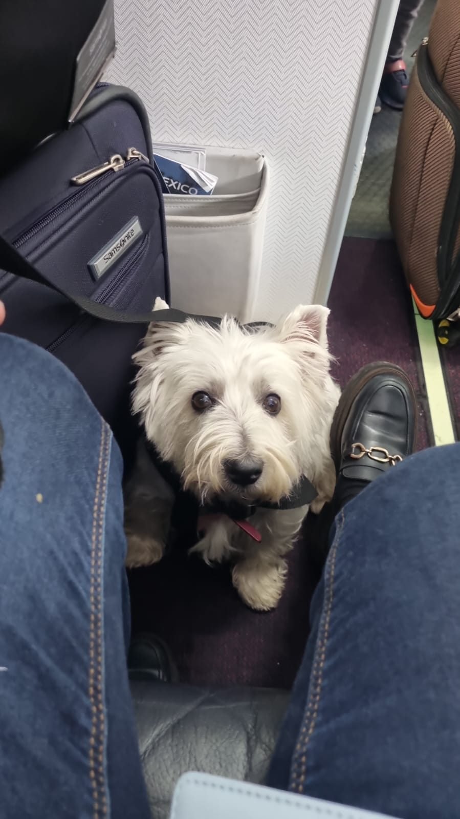Westie a los pies de su dueña en la cabina